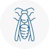Ashby De La Zouch Wasp Nest Removal